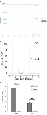 Erythritol alters phosphotransferase gene expression and inhibits the in vitro growth of Staphylococcus coagulans isolated from canines with pyoderma